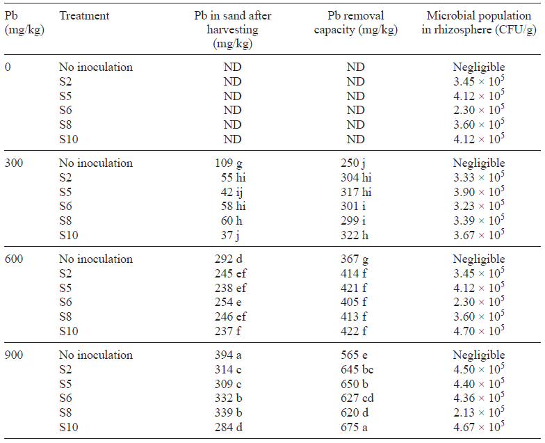 MICROBIAL POPULATION IN RHIZOSPHERE, LEAD REMOVAL CAPACITY OF STRAINS AND LEAD IN SAND AFTER HARVESTING