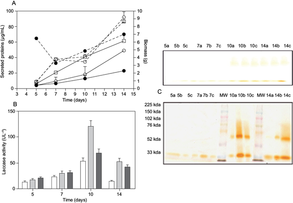 Effect of Cu2+ addition on mycelial biomass, secreted proteins, laccase activity and isoenzymatic patterns. (a) Effect of Cu2+ addition on mycelial biomass and secreted proteins. Mycelial biomass expressed in g (-) and secreted proteins expressed in µg/mL (- - -) were determined from 5, 7, 10 and 14 days of culture without (□) or with 0.5 mM (○) or 1 mM (●) of CuSO4 for P. sajor-caju. Data are presented as the average from duplicate experiments. (b) Effect of Cu2+ addition on laccase activity of P. sajor-caju with 0.5 mM (grey bar) and 1 mM (black bar) and control without copper (white bar). Below each graph the zymogram from laccase supernatants is shown. 20 µg protein/well were seeded for each condition tested, using gels at 7.5 % w/v non-denaturing polyacrylamide gel electrophoresis (ND-PAGE) revealed with 2,6-dimethoxyphenol (DMP). Control (a) samples without the compound. Numbers indicate the day of cultivation and letters the compounds concentration (a) without copper, (b) with 0.5 mM and (c) with 1 mM. Data are representative of three independent experiments. (c) Molecular weight (MW) estimation (by sodium dodecyl sulfate polyacrylamide gel electrophoresis [SDS-PAGE]) of laccase isoenzymes. Twenty micrograms of protein from cell-free extracts were obtained in different days of cultivation in ME without or with 0.5 mM or 1mM of CuSO4, analyzed with 7.5 % SDS-PAGE gels and incubated with DMP. Numbers indicate the days of cultivation and letters the CuSO4 concentration: (a) 0, (b) 0.5 and (c) 1 mM