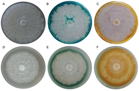 Macroscopic view of the growth and detection of laccase enzyme activities on solid media at the 10th day of cultivation. (a) Mycelial appearance on agar solid medium containing 12.7 g/L malt extract and 20 g/L (MEA) and (d) MEA with 25 % effluent from the citrus industry. (b, c) Laccase detection on MEA and (e, f) MEA with 25 % effluent from the citrus industry with (b, e) [2,2’-azino-bis(3-ethylbenzothiazoline-6-sulphonic acid)] or (c, f) 2,6-dimethoxyphenol (C and F)
