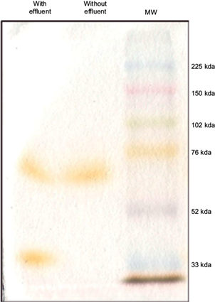 Molecular weight (MW) estimation by sodium dodecyl sulfate polyacrylamide gel electrophoresis (SDS-PAGE) of laccase isoenzymes. Twenty micrograms of protein from cell-free extracts were obtained from the 10th day of cultivation in liquid medium containing 12.7 g/L malt extract and 5 g/L corn step liquor without or 25 % effluent from the citrus industry, analyzed with 7.5 % SDS-PAGE gels and incubated with 2,6-dimethoxyphenol