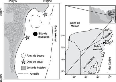Área de estudio y sitio de muestreo (circulo negro) del pasto marino Thalassia testudinum en Bahía de Akumal, Quintana Roo. Elaboración propia