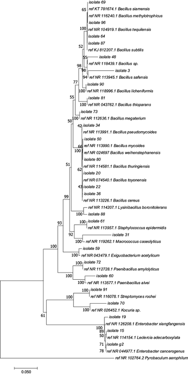 Phylogenetic analysis based on 16S rRNA gene sequences of
								isolates from PM2.5 filters. The tree was produced by the
								Neighbor-Joining method with 1000 bootstrap repetitions, using Mega
								6 software and a 16S rRNA gene sequence from Pyrobaculum
									aerophilum as outgroup to improve the tree&rsquo;s
								topology