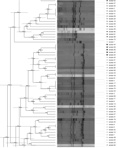 Cluster analysis of ribosomal intergenic spacer analysis (RISA)
								banding patterns of bacteria isolated from PM2.5 samples filters.
								Result obtained by the Dice correlation method and the uweighted
								pair group method using arithmetic averages (UPGMA) similarity
								coefficient. Symbols at the dendrogram represent the 37 clusters
								generated with GelCompar II software.