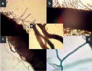 (a) Ra&iacute;ces de Fraxinus uhdei crecidas en sustrato
							minero e inoculadas con la dosis alta de esporas de Laccaria
								laccata. (b) Ra&iacute;ces crecidas en sustrato org&aacute;nico
							inoculadas con la dosis alta de esporas de Laccaria
								laccata. (c) Ra&iacute;ces crecidas en sustrato minero inoculadas
							con la dosis baja de esporas de Lactarius deliciosus.
							(d) Micelio de Lactarius deliciosus y al centro ra&iacute;ces
							crecidas en sustrato minero sin inoculaci&oacute;n