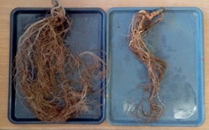 Ra&iacute;ces de Fraxinus uhdei inoculadas (panel
							izquierdo) y sin inocular (panel derecho). En cuanto al contenido de
							clorofila-a, se presentaron diferencias estad&iacute;sticamente significativas
							entre sustratos (F(1, 165) = 5.26; p = 0.023). En el sustrato
							org&aacute;nico el contenido de clorofila fue de 0.096 mg/g &plusmn; 0.006 y en el
							sustrato minero de 0.007 mg/g &plusmn; 0.005