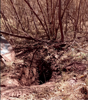 Vegetaci&oacute;n presente en la presa de Jales
