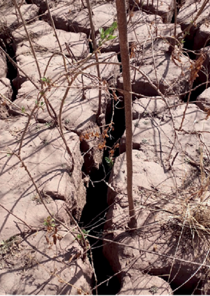 Grietas presentes en la superficie de la presa de jales Boleo
								Estrella