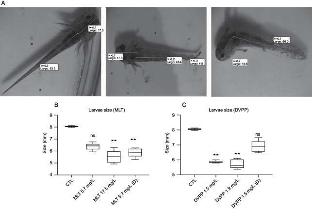 Morphological abnormalities caused by organophosphorus
								pesticides. (a) Example of abnormal phenotype. (b, c) Larvae size in
								millimeters after treatments with different concentrations (mg/L) of
								malathion and dichlorvos, respectively (n = 5). Krustal-Wallis
								followed by Dunn&rsquo;s test, ** p < 0.01. CTL: control, MLT:
								malathion, DDVP: dichlorvos, (D): depurated.