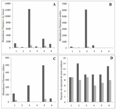 Fluctuaciones en la abundancia de las tres especies de flamencos (A: flamento de James, B: flamenco andino, C: flamenco chileno) y en la riqueza de especies de aves acuáticas (D) en las seis primeras campañas del observatorio. En gris oscuro los datos correspondientes al salar del Huasco y en gris claro los de la laguna Lagunillas.