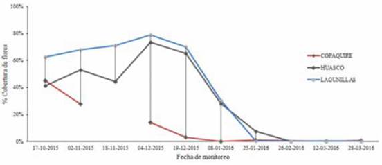 Fenología de floración de Parastrephia lucida en los tres humedales en que está presente, durante el periodo octubre 2015 a marzo 2016.