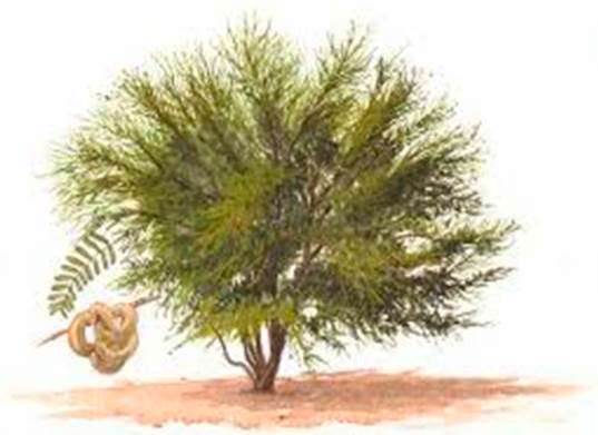 Ejemplar de tamarugo (Prosopis tamarugo sp.), según Ruiz y Pavón, Malaspina (2001) [1799].