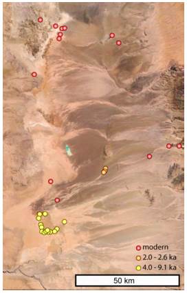 Composición de ejemplares de tamarngos del bosque Llamara y Monte Soledad, de acuerdo con proveniencia y antigüedad: modernos, arqueológicos (2000 a 2600 años) y relictos naturales (4000 a 9100 años).