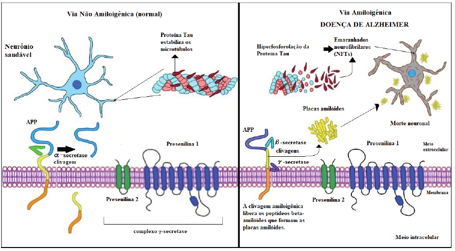 Figura 1. Mecanismo de surgimento da Doena de Alzheimer a partir da clivagem da APP