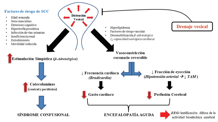 Figura 2. Mecanismos fisiopatolgicos posiblemente implicados en el sndrome cistocerebral SCC: Sndrome TAM: Tensin arterial media. EEG: electroencefalograma.