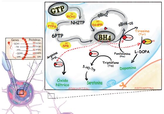 Bios�ntesis de BH4 y neurotransmisores monoaminas. Modificado, adaptado y traducido de Wijemanne, S. & Jankovic, J. Dopa-responsive dystonia&mdash;clinical and genetic heterogeneity (2015). GTP: guanina trifosfato, BH4: tetrahidrobiopterina, NOS: �xido n�trico sintasa, TPH: tript�fano hidroxilasa, PAH: Fenilalanina hidroxilasa.