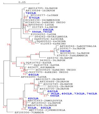 &Aacute;rbol filogen&eacute;tico de 50 aislados del VHC de los subtipos 1aeh,1b,2ajk,2b,3a,3b,3k,4adn,6a,6b,7 correspondiente a un fragmento de 192pb de la regi&oacute;n no codificante 5&acute; (nucle&oacute;tidos 96 al 286 seg&uacute;n la cepa H77- AF009069, subtipo 1a). Los aislados de referencia son designados por el n&uacute;mero de acceso en el banco de genes (en azul). Estos aislados de referencia para asignar genotipo fueron las siguientes: genotipos 1a (AF009606, D10749, FJ024282, KC118277), genotipos 1b (AF139594, AB016785), genotipo 1e (KC248194), genotipo 1h (KC248198), genotipos 2a (AB047639, AF169002), genotipos 2b (AY232730, AY232749, AB030907, AF238486, D01221), genotipo 2k (AB031663), genotipo 2j (HM777358), genotipo 3a (AF046866, X76918, D28917, NC009824), genotipo 3b (D49374), genotipo 3k (D63821), genotipos 4a (DQ418782, DQ418784, NC009825), genotipo 4d (462437), genotipo 4n (JX227970), genotipo 5a (AF064490), genotipo 6a (DQ480524, DQ480522, Y12083), genotipo 6b (D84262) y genotipo 7 (EF108306). Al lado del nombre se indica el genotipo y lugar de aislamiento de la cepa. En azul se se&ntilde;alan los nombres de las secuencias correspondientes a este estudio. Para comprobar el nivel de confianza del agrupamiento se utiliz&oacute; el programa BOOTSTRAP del paquete (ADNman versi&oacute;n 5.2.2) para generar 1000 &aacute;rboles replicas a partir del alineamiento de las secuencias. La escala de la barra est&aacute; en unidades de sustituciones de nucle&oacute;tidos por sitio.