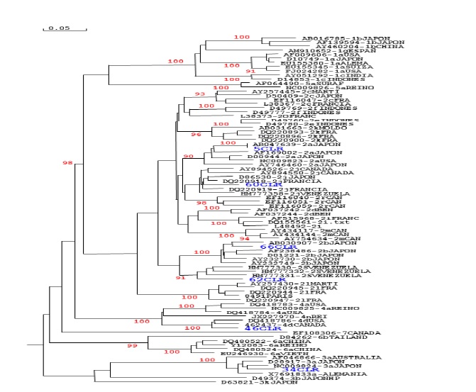 &Aacute;rbol filogen&eacute;tico de 85 aislados del VHC de los subtipos 1a,1b,1c,1g,2a,2b,2c,2d,2e,2f,2i,2j,2k,2 l,2m,2o,2r,2s,3a,3b,3k,4a,4d,4n,5a,6a,6b,7 correspondiente al fragmento de 246 pb de parte de la regi&oacute;n no estructural 5b (nucle&oacute;tidos 8364 al 8610 seg&uacute;n la cepa H77- AF009069, subtipo 1a). Los aislados de referencia son designados por el n&uacute;mero de acceso en el banco de genes (en azul). Estos aislados de referencia para asignar genotipo fueron las siguientes: genotipo 1a (AF009606, D10749, EU155345, FJ024282, EU155380), genotipo 1b (AY460204, AF139594, AB016785), genotipos 1c (D14853, AY05C1292), genotipo 1g (AM910652), genotipo 2a (AB047639, AF169002, D00944, AY746460, NC009823), genotipos 2b (AY232730, AY232749, AB030907, AF238486, D01221), geno- tipo 2c (AY257445, D50409, EF116047, L38367), genotipo 2d (AF037242, AF037244), genotipo 2e (D49760, D49780), genotipo 2f (D49769, D49777), genotipo 2i (AF515968, DQ155561, L48492), genotipo 2j (AY894526, AY894550, D86530, DQ220919, HM777358), genotipo 2k (AB031663, DQ220893, DQ220896, DQ220900), genotipo 2l (AY257430, DQ220945, DQ220944, L48491, DQ220947), genotipo 2m (AY434117, AY434144, AY754634), genotipo 2o (L38373), genotipo 2r (EF116040, EF116051, EF116059), genotipo 2s (HM777330, HM777332, HM777331), genotipo 3a (AF046866, D28917, NC009824, X7691833), genotipo 3b (D49374), genotipo 3k (D63821), geno- tipos 4a (DQ418782, DQ418783, DQ418784, NC009825), genotipo 4n (JX227970), genotipo 4d (DQ418786, FJ462437), genotipo 5a (AF066490, NC009826), genotipo 6a (EU246930, DQ480524, DQ480522, Y12083), genotipo 6b (D84262) y genotipo 7 (EF108306). Al lado del nombre se indica el genotipo y lugar de aislamiento del aislado. En azul se se&ntilde;alan los nombres de las secuencias corre- spondientes a este estudio. Para comprobar el nivel de confianza del agrupamiento se utiliz&oacute; el programa BOOTSTRAP del paquete (ADNman versi&oacute;n 5.2.2) para generar 1000 &aacute;rboles replicas a partir del alineamiento de las secuencias. La escala de la barra est&aacute; en unidades de sustituciones de nucle&oacute;tidos por sitio.