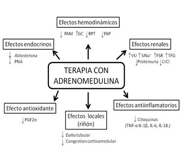 Efectos beneficiosos de la adrenomedulina. Hipótesis de Nishikimi modificada para la insuficiencia renal crónica. PNA: péptido natriurético auricular; PAM: presión arterial media; GC: gasto cardíaco; RPT: resistencia periférica total; PAP: presión arterial pulmonar; VU: diuresis; UNa+: natriuresis; FSR: flujo sanguíneo renal; TFG: tasa de filtración glomerular; CrCL: clearence de creatinina; PG2 α: 8-iso-prostaglandina F2 α (2, 10, 13).