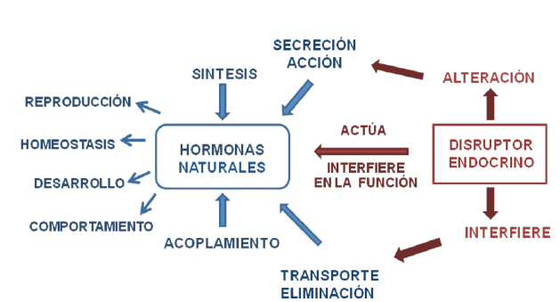 Funci&oacute;n y acci&oacute;n de las hormonas naturales y de los disruptores endocrinos en el organismo.