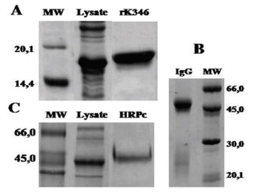 Purification of the detection system components. A) Purification of the recombinant protein rK346 by IMAC. Elution with imidazole 100 mM. B) Purification of total IgG by salting-out with (NH4)2SO4 and ion exchange chromatography (DEAE-Cellulose). Elution with TRIS&bull;HCl pH 8.0 + NaCl 40 mM. C) Purification of the HRPc by affinity chromatography (Sepharose 4B - Concanavalin A). Elution with a linear gradient of methyl α-D-mannopyranoside. 