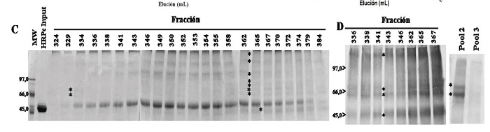 C) Visualization of HRPc-rK346 conjugates by SDS-PAGE at 10% and D) by Western-blot. Each lane in Fig. C shows those fractions evaluated by direct ELISA, corresponding to the peak with conjugated-HRPc activity. Conjugates are indicated by asterisks. Pool 2: Fractions with the most HRPc activity (323-388 mL of elution). Pool 3: (413-452 mL of elution).