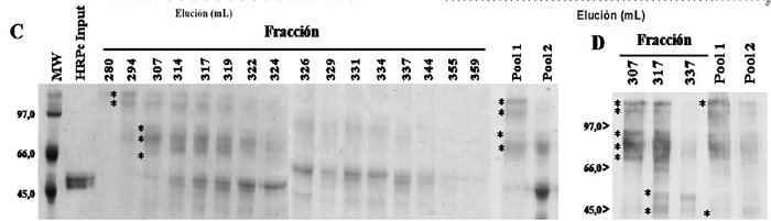C) Visualization of HRPc-rK346 conjugates by SDS-PAGE at 10% and D) by Western-blot. Each lane in Fig. C shows those fractions evaluated by direct ELISA, corresponding to the peak with conjugated-HRPc activity. Conjugates are indicated by asterisks. Pool 1: (270-317 mL of elution). Pool 2: Fractions with the most HRPc activity (318-334 mL of elution).