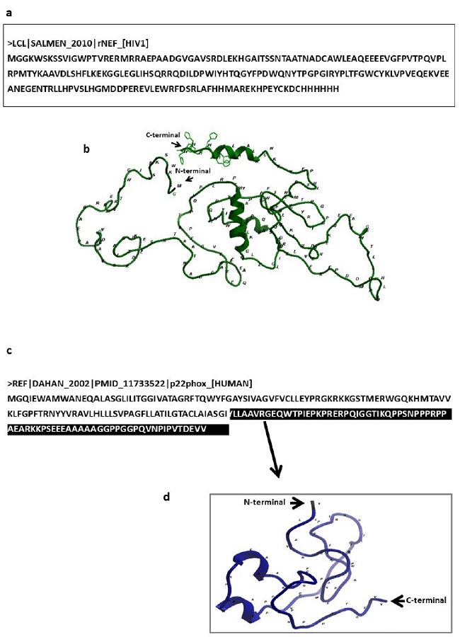 1a and 1b shows Nef sequence and 3D model; 1c and 1d represents p22-phox and 3D model of cytosolic domain. Shaded area in 1c represents p22-phox cytosolic domain sequences.