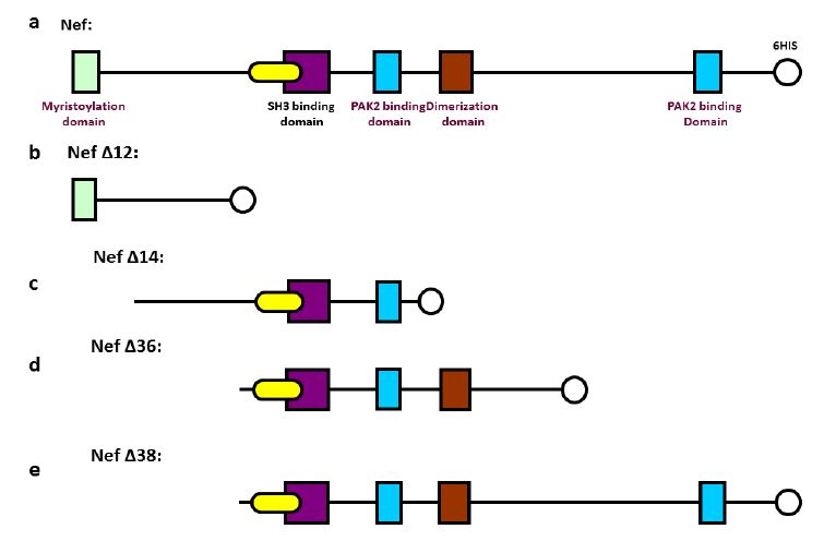 Nef truncate forms. 2a Represents Nef wild type. 2b to 2e represents truncated forms: 2b. NefΔ12 (residues 1-65) only has the myristoylation (MIR) domain; 2c NefΔ14 (residues 20-94) contain Proline-rich Sequence (SH3 binding domain) and the first Arg-rich sequence (PAK2 binding domain); 2d NefΔ36 (residues 91-143) contain SH3 binding domain, the first PAK2 binding domain and dimerization dimerization (DIM), and absence of c-terminal portion and 2e NefΔ38 (residues 91-206) contain SH3 binding domain, the both PAK2 binding domain, dimerization (DIM), c-terminal portion, but absence of the myristoylation (MIR) domain.