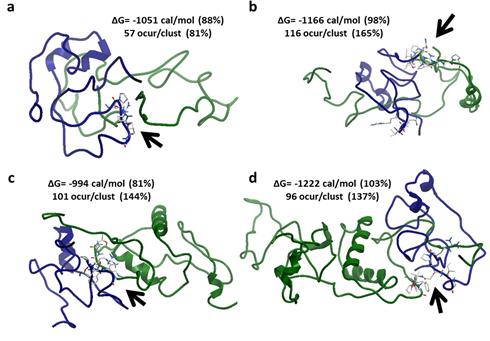 3D models of the interaction between the truncated forms of Nef (green) and p22-phox (blue). Each model shows changes in Gibbs free energy (ΔG) and the steric feasibility (occurrences / cluster) among p22-phox and NefΔ12 (3a), NefΔ14 (3b), NefΔ36 (3c), and NefΔ38 (3d). Arrow points the hypothetical interaction sequence between p22-phox and each truncated form. 3e Shows sequences (GFPVT 68-72, FPDW 121-124 and REVLE 179-183) on Nef are critical for interaction with p22-phox.