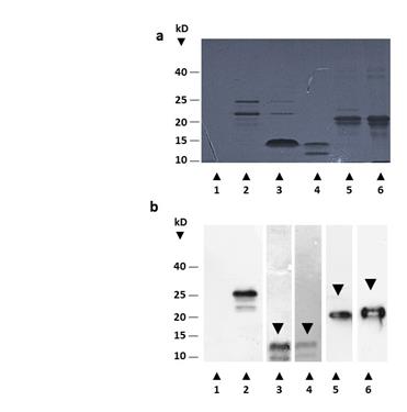 SDS PAGE and western blot of truncated and wild type of Nef. Shows electrophoresis 4a and western blot 4b of Nef wt and truncated form: 1. Empty vector, 2. Nef wt, 3.NefΔ12, 4. NefΔ14. 5. NefΔ36 and 6. NefΔ38.