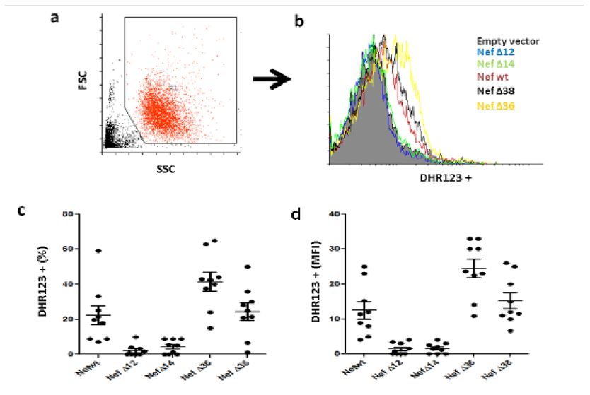 Detection of superoxide production in neutrophils responding to Nef and truncated form (NefΔ) during 60 min. 5a. A representative dot plot gating neutrophils population. 5b A representative histogram showing superoxide production induced by empty vector (filled gray), Nef wt (red line), NefΔ12 (blue line), NefΔ14 (green line). NefΔ36 (yellow line) and NefΔ38 (black line). 5c. Shows percentage of superoxide production induced by Nef wt (22.37%; &plusmn;16), NefΔ12 (2.7%; &plusmn;1.3), NefΔ14 (4.3%; &plusmn;4). NefΔ36 (41.6%; &plusmn;13) and NefΔ38 (24.33%; &plusmn;14.6) (n= 9). 5d. Shows Mean fluorescence intensity (MFI) of superoxide production induced by Nef wt (12.48%; &plusmn;7.3), NefΔ12 (1.4%; &plusmn;1.6), NefΔ14 (1.6%; &plusmn;1.4). NefΔ36 (24.46%; &plusmn;7.9) and NefΔ38 (15.22%; &plusmn;6.8) (n= 9).