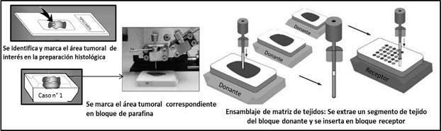 esquem&aacute;tica de la construcci&oacute;n de matrices de tejidos.