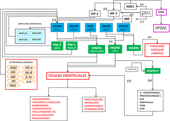 Regulación génica de la Angiogénesis