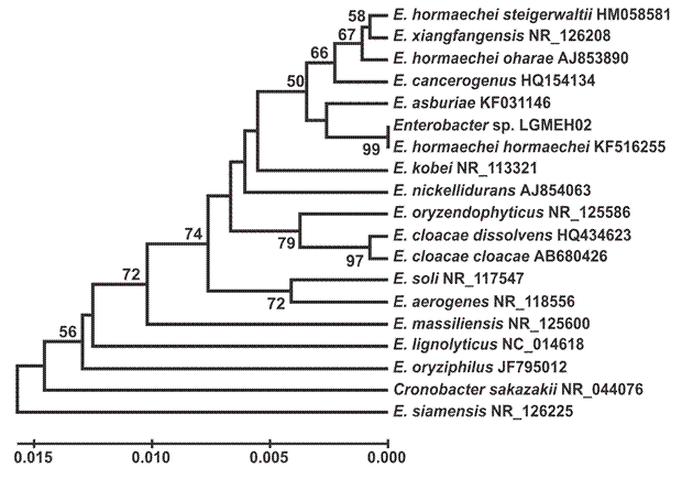 The phylogenetic relationships of the studied isolate of E. hormaechei subsp. hormaechei with the sequences of E. cloacae complex published in the GenBank, inferred using the UPGMA method. The bootstrap test values are shown next to the branches only when they are above 50%. The tree is drawn to scale, with branch lengths in the same units as those of the evolutionary distances used to infer the phylogenetic tree.