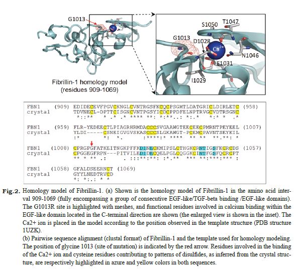 Fig. 2. Homology model of
Fibrillin-1.