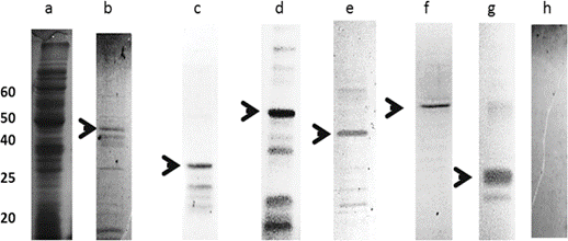Prote&iacute;naspurificadas del VHC utilizadas en el inmunoensayo. La figura muestra el lisado total de la E coli (a) y las prote&iacute;nas recombinantes rE2 (a), rNS2 (c), rNS3(d), rNS5A(e), rNS5B(f), rCore(g)y el producto obtenido de un vector vac&iacute;o (h),una vez purificadas mediante columnas de afinidad al n&iacute;quel, dializadas y liofilizadas, sometidas a electroforesis y te&ntilde;idas con azul de Coomassie.