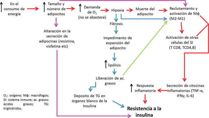 Procesoy participaci&oacute;n del tejido adiposo, c&eacute;lulas inmunes y citocinas en el proceso inflamatorio que desencadenan la RI local.