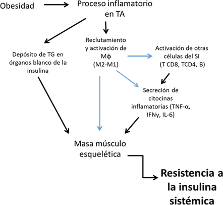 Participaci&oacute;nde la masa m&uacute;sculo esquel&eacute;tica en el proceso inflamatorio que desencadena resistencia a la insulina sist&eacute;mica.