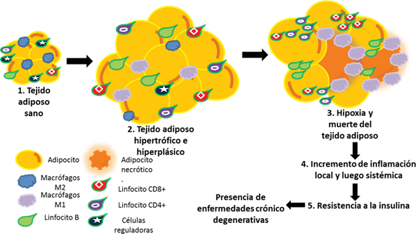 Inmunofenotipode las c&eacute;lulas inmunes en el tejido adiposo hipertrofiado, evoluci&oacute;n de las c&eacute;lulas del sistema inmune en el TA en la obesidad. 1. El TA sano contiene macr&oacute;fagos M2, as&iacute; como un elevado n&uacute;mero de c&eacute;lulas reguladoras. 2. La obesidad lleva a la hipertrofia e hiperfagia del adipocito y con ellos a la transici&oacute;n en las subpoblaciones linfocitarias. 3. En la evoluci&oacute;n de la obesidad se llega a la hipoxia y necrosis del adipocito y con ellos el cambio total en sus c&eacute;lulas inmunes, incrementando macr&oacute;fagos M2, linfocitos T CD4+, CD8+, B, as&iacute; como reducci&oacute;n de c&eacute;lulas reguladoras. 4. Esto lleva a la secreci&oacute;n de citocinas proinflamatorias que ocasiona inflamaci&oacute;n local y luego sist&eacute;mica, resultando en la disminuci&oacute;n de la secreci&oacute;n de insulina 5.