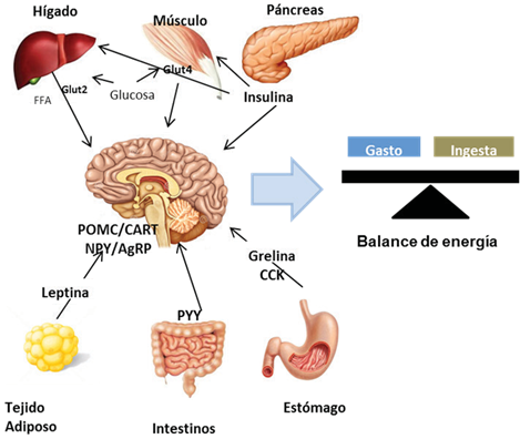 Regulaci&oacute;nde la homeostasis energ&eacute;tica. Las se&ntilde;ales hormonales regulan la ingesta y el gasto energ&eacute;tico, la insulina del p&aacute;ncreas, la colecistoinina secretada por el est&oacute;mago (CCK) y el p&eacute;ptido YY (PYY) del intestino reducen la ingesta de alimentos al promover la activaci&oacute;n de las neuronas POMC/CART e inhibir las neuronas NPY/AgRP. La grelina del est&oacute;mago y el intestino promueven el consumo de alimentos. La insulina, liberada del p&aacute;ncreas despu&eacute;s de una comida, estimula la captaci&oacute;n de glucosa en los tejidos perif&eacute;ricos a trav&eacute;s de transportadores de glucosa (Glut 2/4) y la captaci&oacute;n de &aacute;cidos grasos libres (FFA, por sus siglas en ingl&eacute;s) del torrente circulatorio. Al mismo tiempo, la insulina inhibe la producci&oacute;n de glucosa y &aacute;cidos grasos libres en el h&iacute;gado. Las se&ntilde;ales centrales tambi&eacute;n act&uacute;an directamente sobre los &oacute;rganos perif&eacute;ricos.