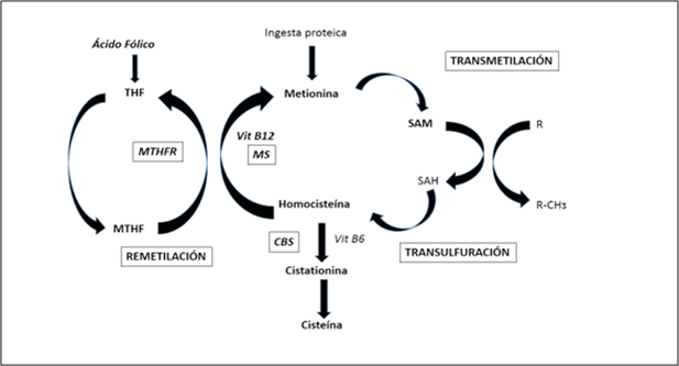 Metabolismo de la Homocisteína: El ciclo comienza con la metionina, un aminoácido esencial que reacciona con el trifosfato de adenosina en una reacción catalizada por metionina adenosil transferasa para formar el principal donante de metilo S-adenosil metionina (SAM). Las metil transferasas catalizan la reacción crucial en la que la S-adenosil metionina dona un grupo metilo a varias moléculas, incluyendo ADN, ARN y proteínas (R → RCH3), y en el proceso es desmetilado a S-adenosil homocisteína (SAH). La S-adenosil homocisteína es el precursor de toda la homocisteína producida en el cuerpo, que es generada por una reacción hidrolítica catalizada por la enzima S-adenosil homocisteína hidrolasa. La homocisteína, ası producida, puede ser remetilada a metionina o transulfurada a cisteına o sulfatos. La remetilación se produce a través de dos vías enzimáticas: una catalizada por la metionina sintasa (MS), que utiliza 5-metil tetrahidrofolato, formado del ácido fólico como tetrahidrofolato (THF) y la enzima metiltetrahidrofolato reductasa (MTHFR) como el donante de metilo y la vitamina B12 como cofactor, o una reacción catalizada por betaína-homocisteína metil transferasa (activa sólo en el hígado) Actúa como el donante de metilo. La vía de transulfuración es iniciada por la enzima cistationina beta sintasa (CBS), que requiere vitamina B6 como cofactor. Esta vía, que tiene una distribución limitada de tejidos, puede conducir a la formación de cisteína y posteriormente a la molécula antioxidante principal glutatión o puede conducir a la eliminación de la homocisteína del organismo como taurina o sulfato inorgánico.