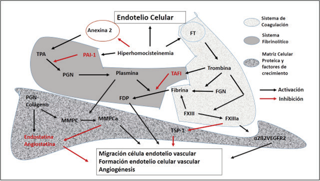Interrelaciones entre homocisteina, trombosis y angiogénesis: La hiperhomocisteinemia estimula la liberación del factor tisular (FT), formación de trombina, trombospondina-1 y PAI-1. La homocisteína induce la expresión del factor tisular (TF) en la célula endotelial e inhibe la activación del plasminógeno (PGN) dependiente de la anexina A2 por el activador tisular del plasminógeno (TPA). Además, la homocisteína aumenta la expresión del inhibidor del activador del plasminógeno-1 (PAI-1) para bloquear la fibrinolisis adicional. Al activar la expresión del factor tisular, la homocisteína promueve la generación local de trombina, que convierte el fibrinógeno (FGn) en fibrina, pero se inhibe la fibrinolisis al aumentar el TAFI (Trombin Activatable Fibrinolisis Inhibitor) y activa el factor XIII (FXIIIa). El FXIIIa, a su vez, no sólo estabiliza la fibrina, sino que también regula el entrecruzado de la integrina αVβ3 a VEGFR2, que estimula la angiogénesis. La trombina, junto con el factor Xa (FXa), plasminógeno (PGn) y colágeno activa las metaloproteasas de la matriz celular (MMP a MMPa) para promover la migración y formación de las células endoteliales y la angiogénesis. La compensación de estos efectos angiogénicos indirectos de la trombina son sus efectos inhibidores, que incluyen la inhibición mediada por el factor XIIIa de la trombospondina-1 (TSP-1) y la generación de inhibidores de la angiogénesis endostatina y angiostatina por las MMPCs.