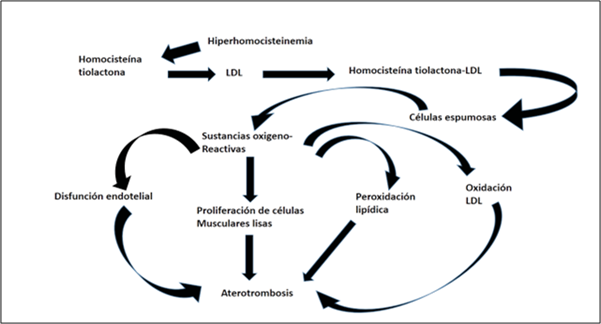 Hiperhomocisteinemia y aterotrombosis: La homocisteína circula en los vasos sanguíneos mayoritariamente unida a proteína pero otras formas como homocisteína libre, complejo homocisteína-homocistina y homocisteína tiolactona, esta última al parecer es la forma tóxica de la homocisteína, ella al unirse a moléculas de lipoproteína de baja densidad (LdL) forman el complejo homocisteína-tiolactona , interviniendo en la formación de células espumosas a nivel del endotelio vascular, en el interior de ellas comienzan la producción de sustancias oxígeno reactivas dando lugar a disfunción endotelia, proliferación de células musculares lisas, peroxidación lipídica y oxidación de la LdL factores que en conjunto dan lugar a la formación de la placa ateromatosa como punto de partida para la presencia de trombosis.