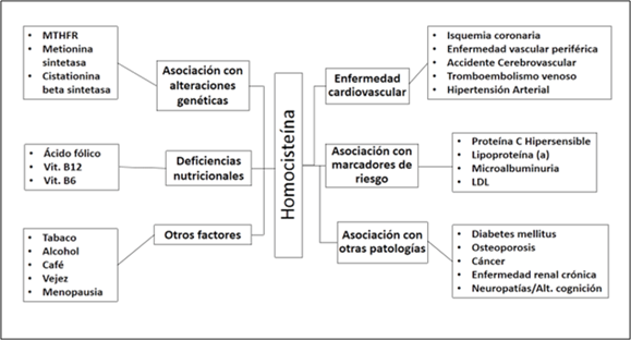 Relaciones de la homocisteína con diversas patologías y marcadores de riesgo.