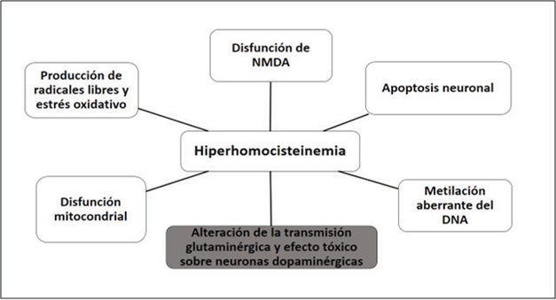 Efectos fisiopatológicos de la hiperhomocisteinemia sobre procesos neuronales (ver explicación en el texto).