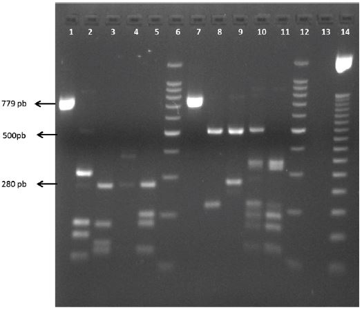 PCR products of the URA5 gene and PCR-RFLP profile by double digestion with Sau96I and HhaI enzymes of the references strains. Columns 1 and 7: PCR products of the C. neoformans (WM 148-VNI) y C. gattii (WM 178-VGII) URA5 gene, respectively; Column 2: VGI molecular type; Column 3: VGII molecular type; Column 4: VGIII molecular type; Column 5: VGIV molecular type; Column 8: VNI molecular type; Column 9: VNII molecular type; Column 10: VNIII molecular type; Column 11: VNIV molecular type; Columns 6 and 12: 100 bpmolecular marker; Column 13: empty; Column 14: 50 bpmolecular marker.