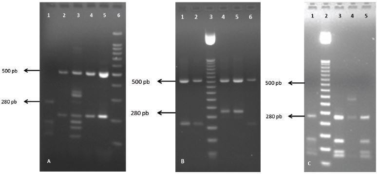 PCR-RFLP products by double digestion with Sau96I and HhaI enzymes of the clinical strains of this study. 3A. Column 1: VGII molecular type (strain3). Column 2: VNI molecular type (strain 4). Column3: VNIII molecular type (strain 5). Column 4: VNI molecular type (strain 6). Column 5: VNI molecular type (strain 7). Column 6: 100 bp molecular marker. 3B. Column 1: VNI molecular type (strain 25). Column 2: VNI molecular type (strain 26). Column 3: 50 bp molecular marker. Column 4: VNII molecular type (strain 27). Column 5: VNI molecular type (strain 28). Column 6: VNI molecular type (strain 29). 3C. Column 1: VGII molecular type (strain 80). Column 2: 50 bp molecular marker. Column 3: VGII molecular type (strain 81). Column 4: VGIII molecular type (strain 84). Column 5: VGII molecular type (strain 85).