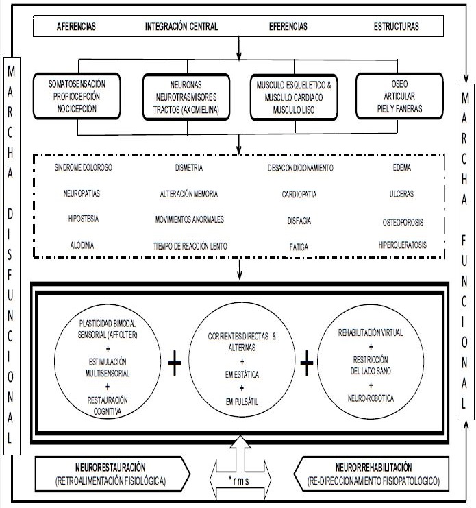 Modelo neurofisiatrico de la marcha senil. Sistemas (l&iacute;nea de puntos), funciones (rect&aacute;ngulo) y tastornos (l&iacute;nea de rayas y puntos) de la marcha. Reaprendizaje sensorimotor (l&iacute;nea doble) de la marcha inducido por la neuroplasticidad resultante de la neurorestauraci&oacute;n y la neurorrehabilitaci&oacute;n. *: an&aacute;lisis computarizado de la marcha (ejemplo: r. m. s. : reality motion system SIMI&reg;
