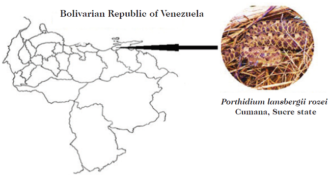 Geographical location of Porthidium.l.rozei specimen from Cuman&aacute;, Sucre state, Venezuela.
