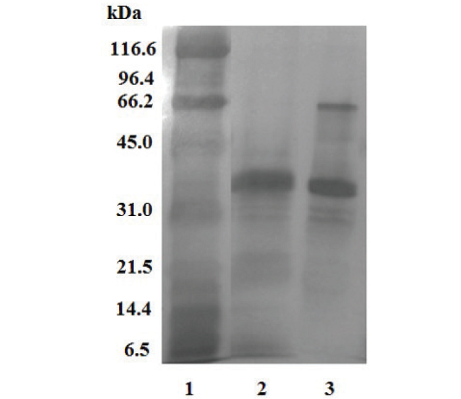 Electrophoretic profile (SDS-PAGE) under reducing and nonreducing conditions of the P. l. rozei venom. 1) molecular weight markers; Porthidium lansbergii rozei venom under reducing conditions; 3) Porthidium lansbergii rozei venom under non-reducing conditions.